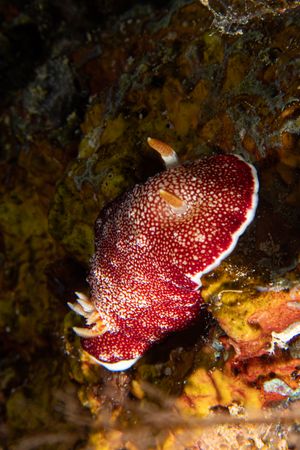 Reticulated Goniobranchus