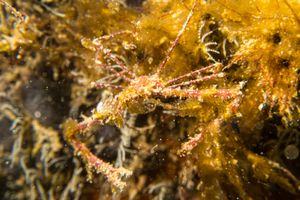 Thorny Elbow Crab