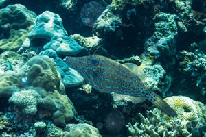 Scrawled Filefish