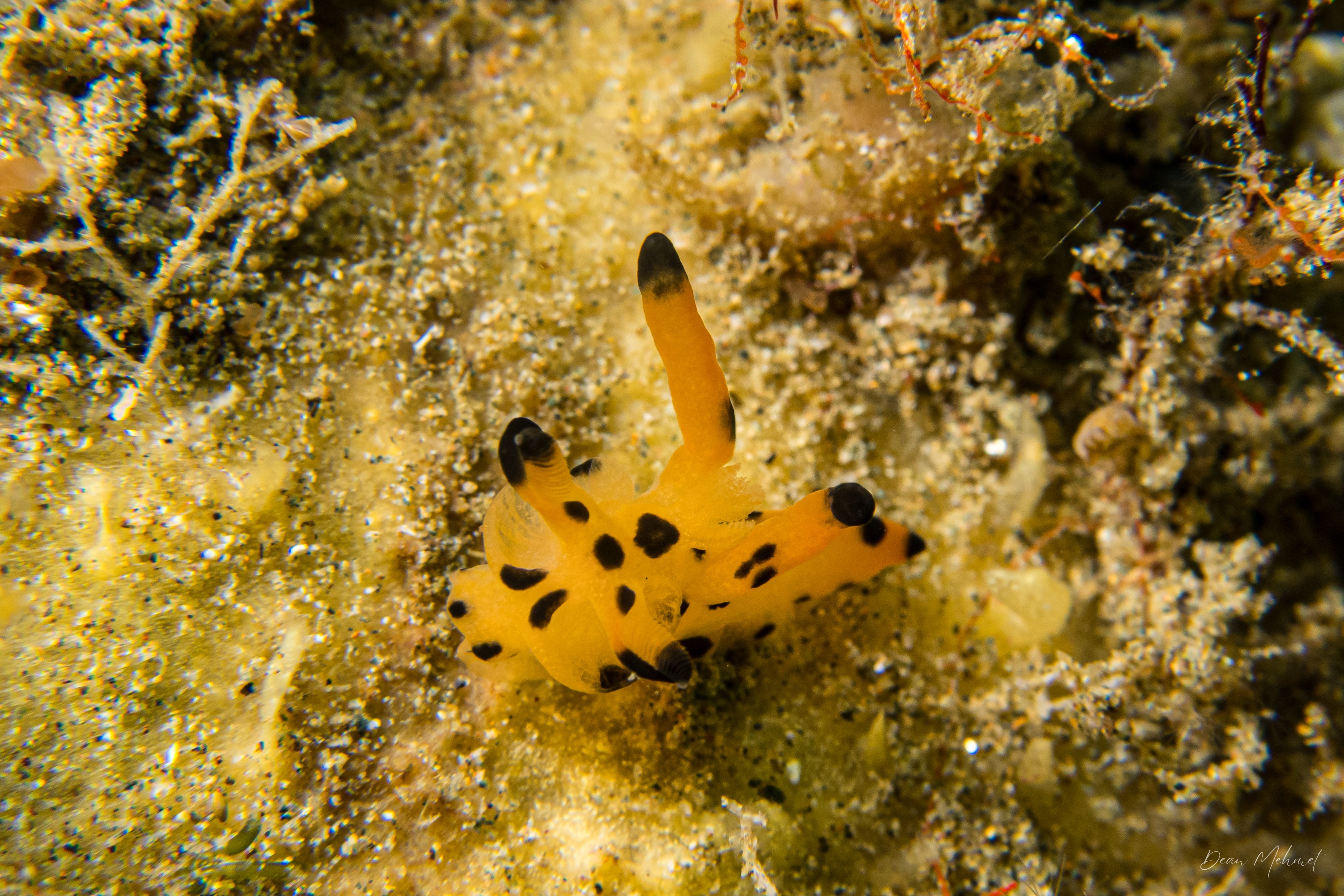 Thecacera pikachu