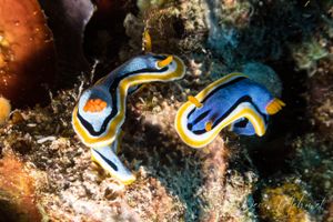 Anna's Chromodoris