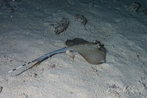 Oriental Bluespotted Maskray