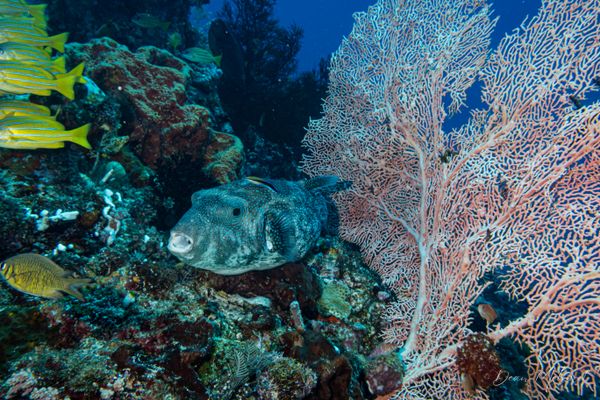 Sardine Reef encounter 25