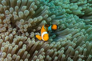 Western Clown Anemonefish