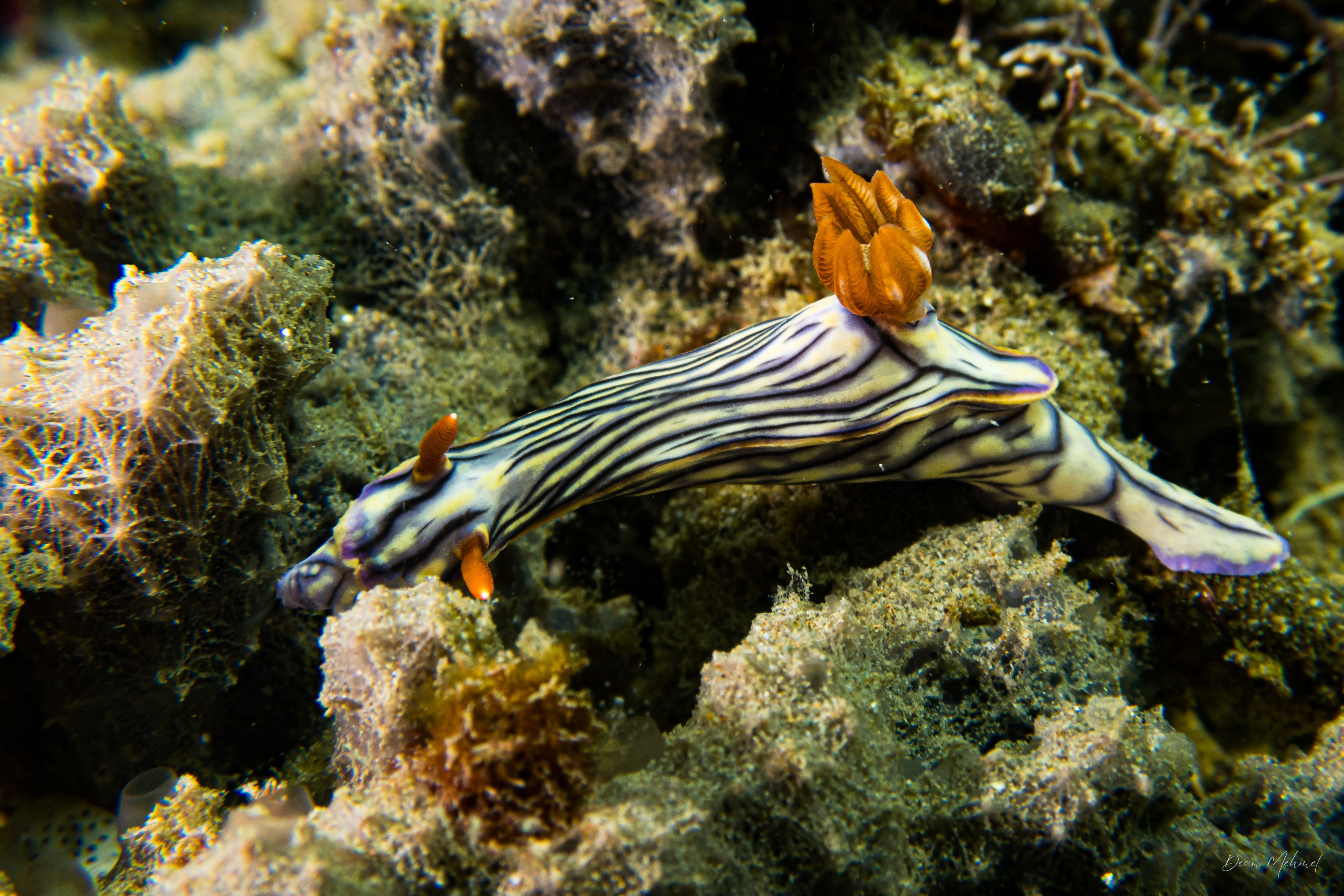 Zephyr Hypselodoris