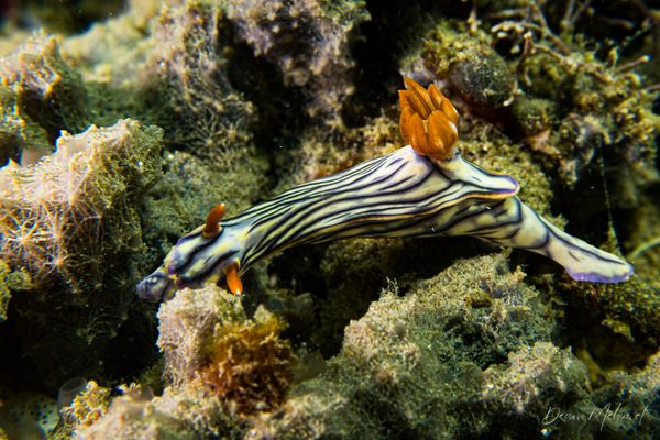Zephyr Hypselodoris
