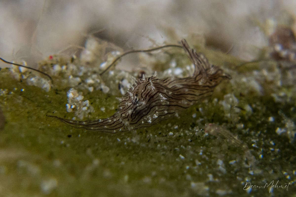 Lined Seahare
