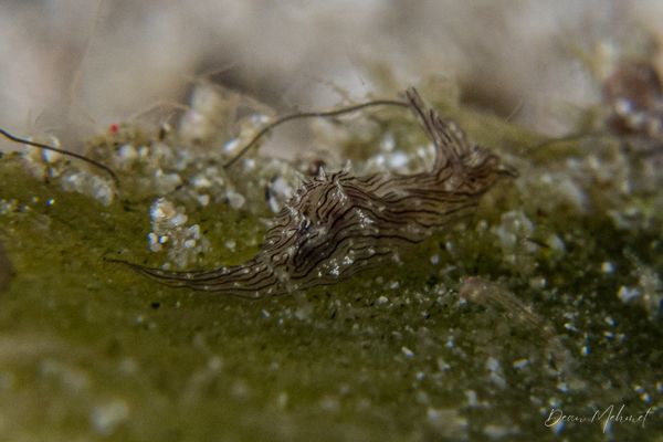 Lined Seahare