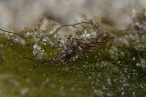 Gastropods representative species