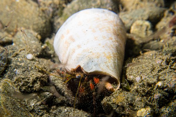 Dardanus sanguinolentus