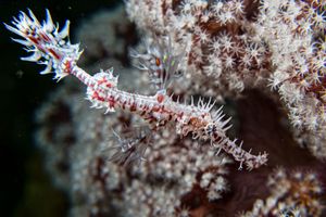 Ornate Ghostpipefish