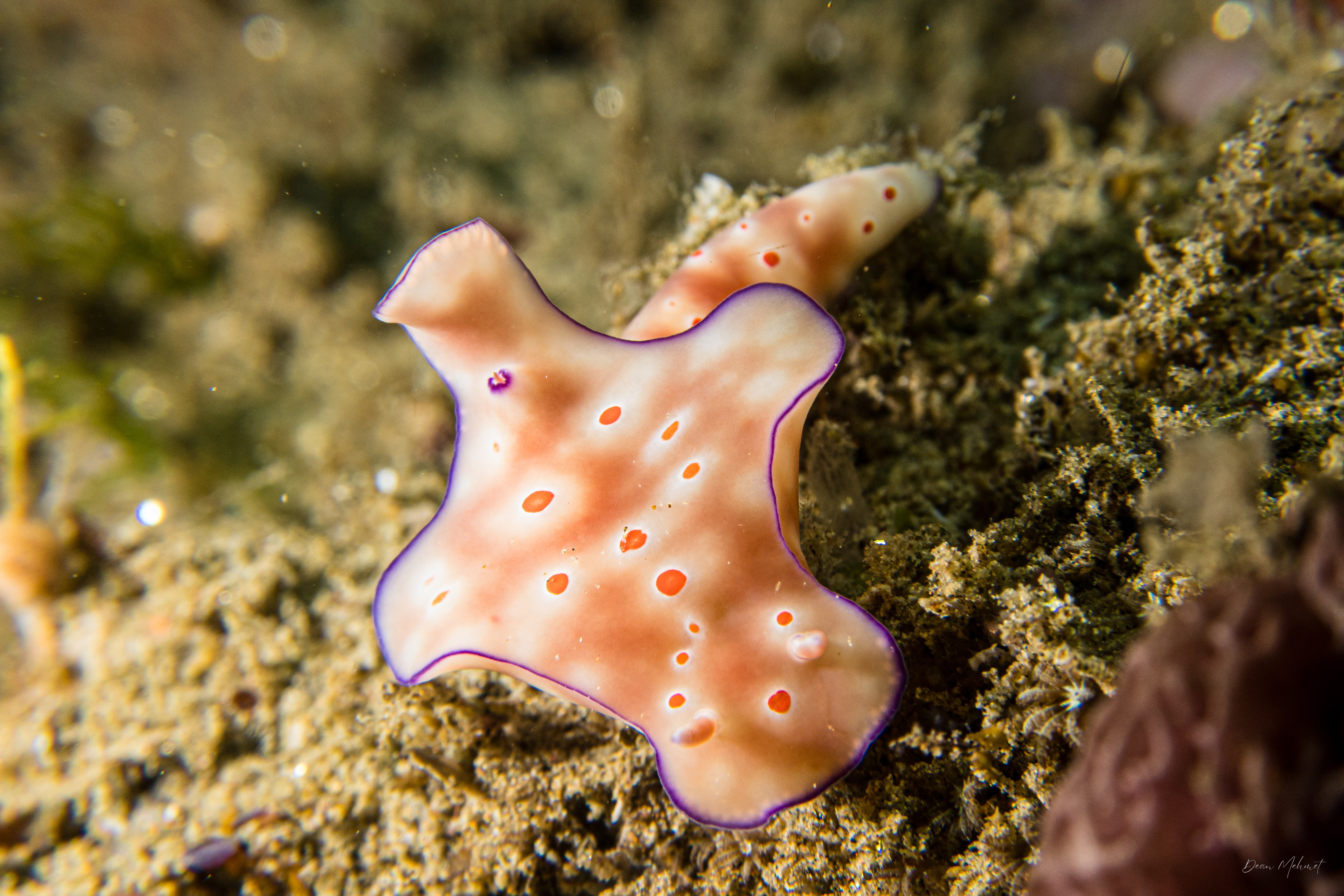 Three-lobed T-bar Nudibranch