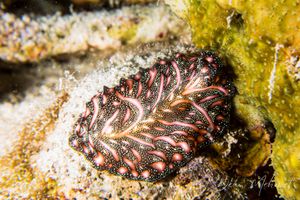 Persian Carpet Flatworm