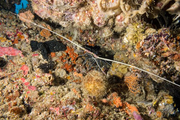 Painted Spiny Lobster - Photo 6