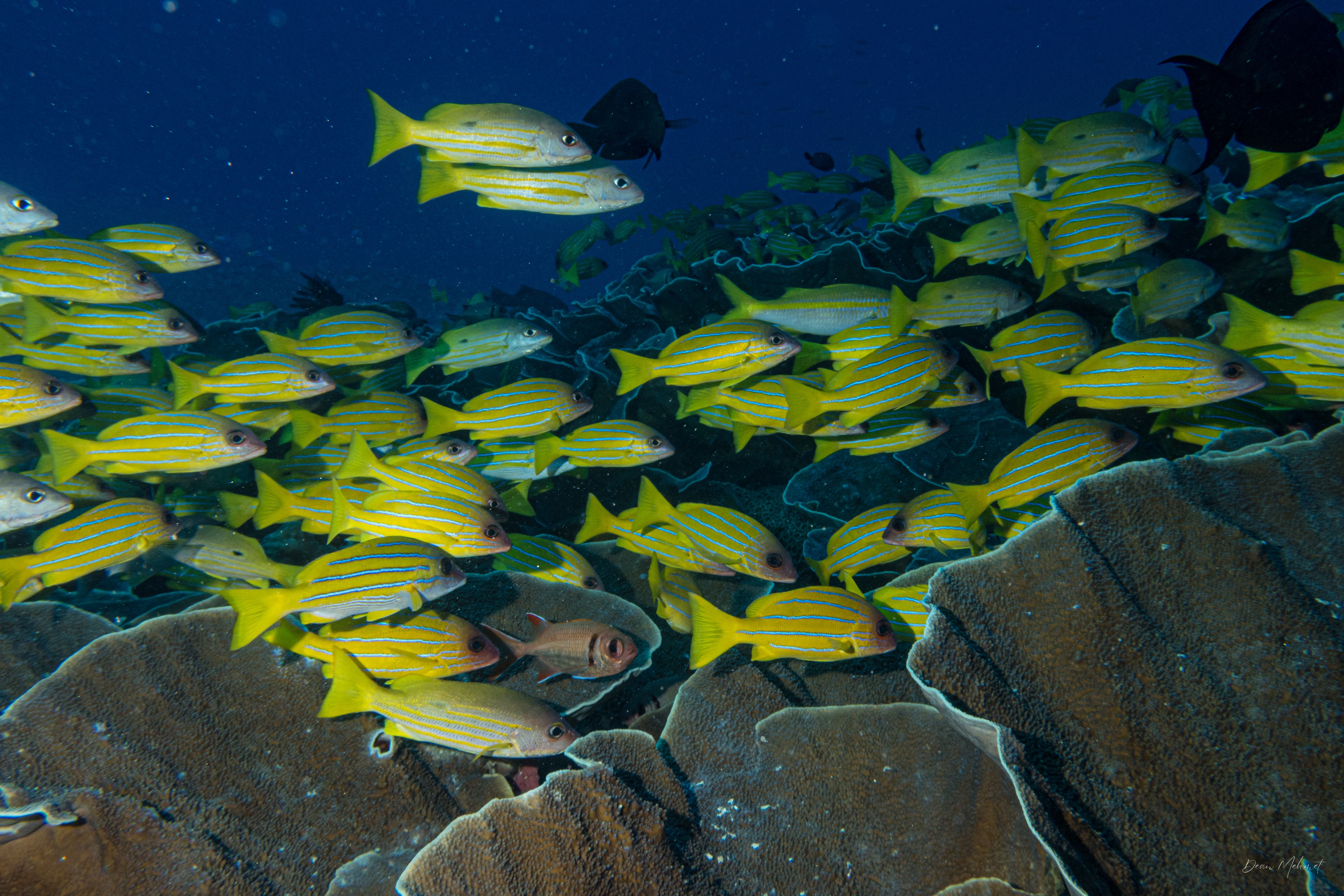 Bluestriped Snapper