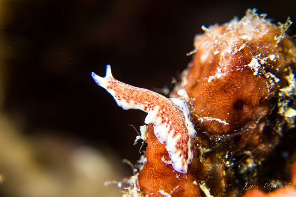 Chicken Reef encounter 8