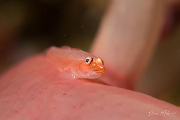 Many-host Ghostgoby