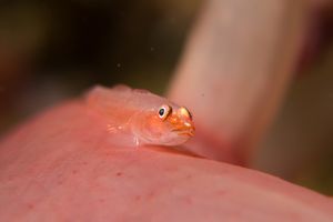 Many-host Ghostgoby