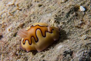 Coi's Goniobranchus
