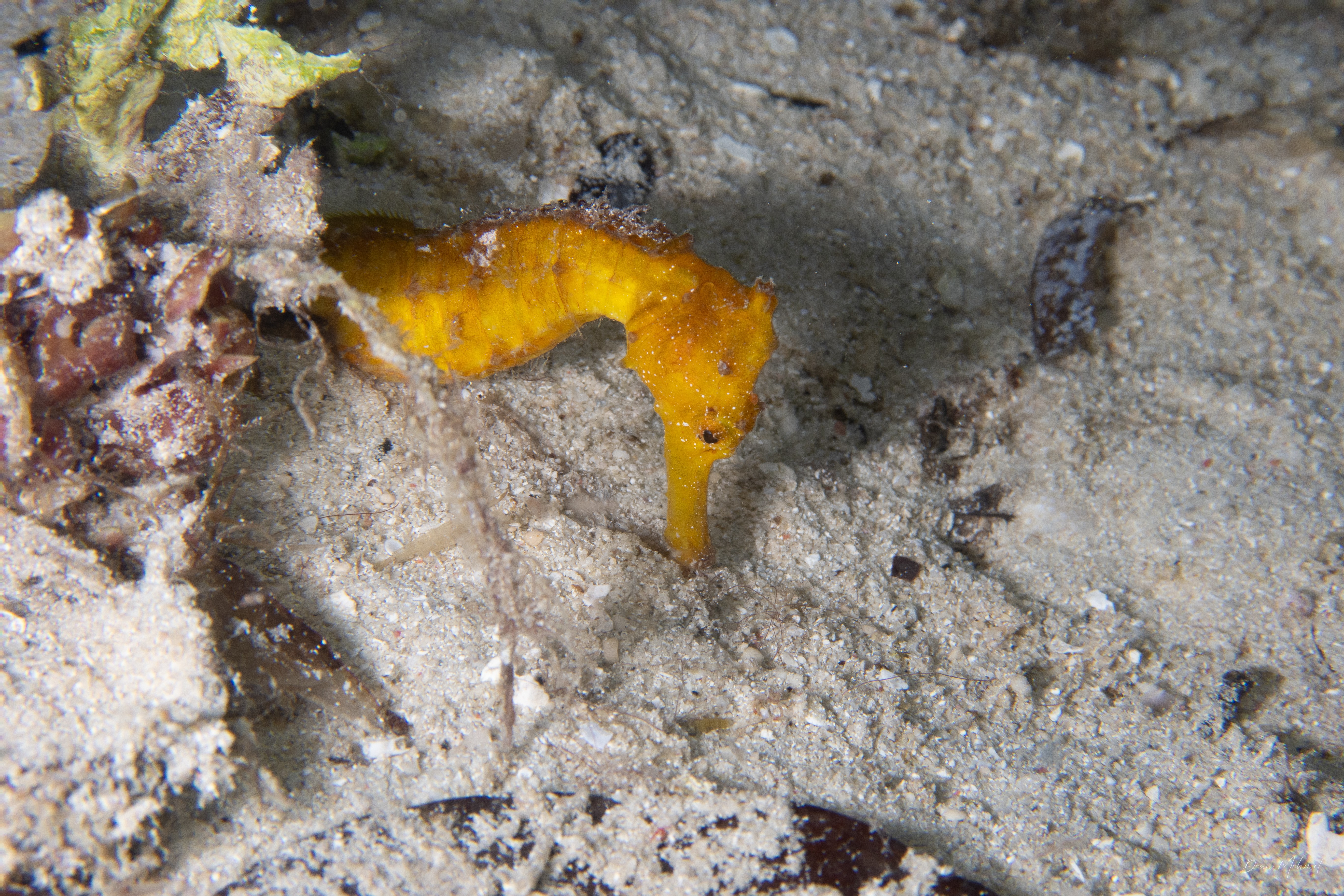 Common Seahorse