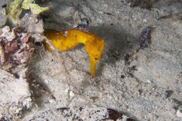 Common Seahorse