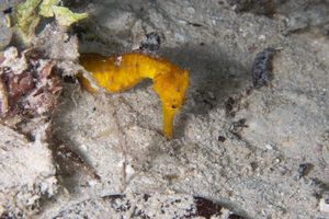 Common Seahorse