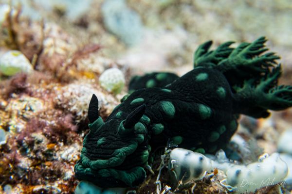 Crested Nembrotha