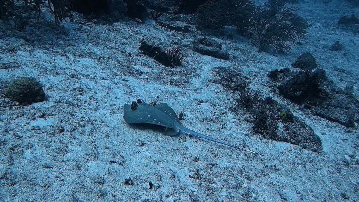 Bluespotted Maskray