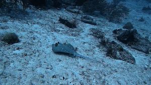Bluespotted Maskray