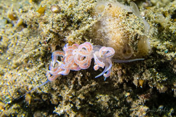Poindimie's Phyllodesmium