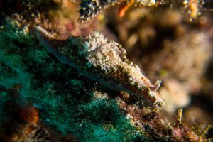 Glossodoris acosti