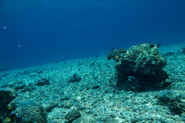 Sardine Reef encounter 26