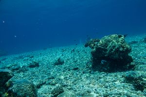 Indian Half-and-half Chromis
