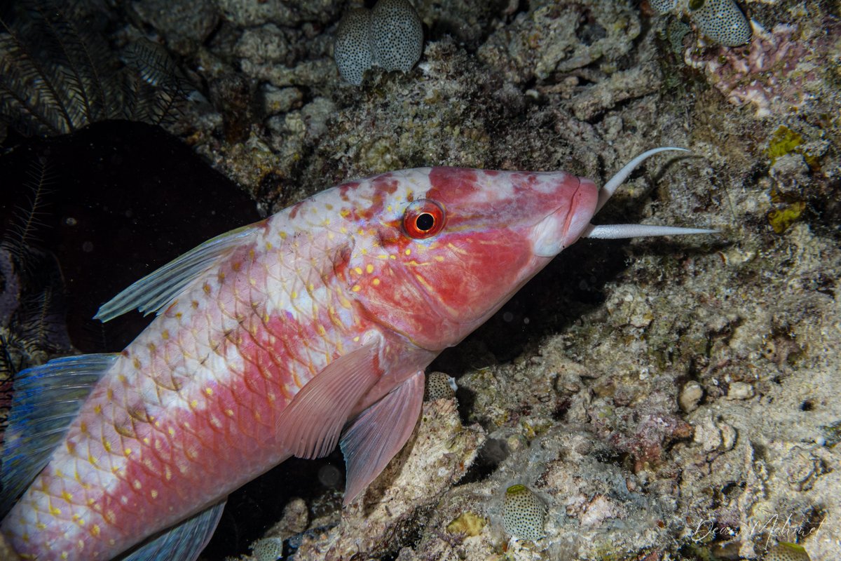 Dot-and-dash Goatfish