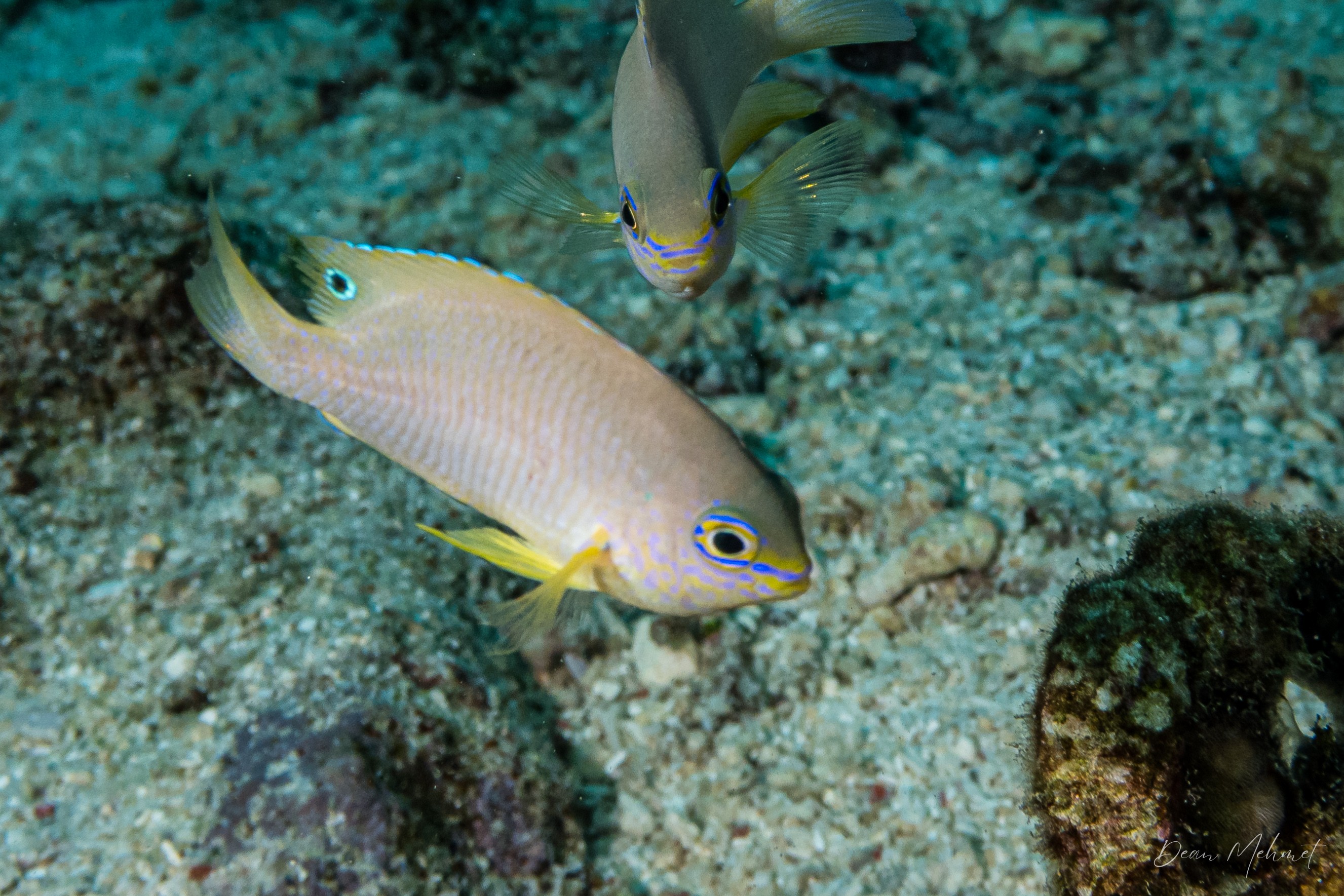 Ambon Damsel