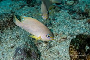 Ambon Damsel