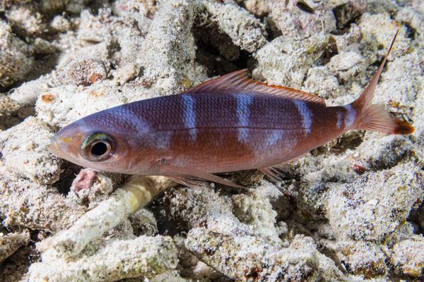 Arborek Jetty encounter 7
