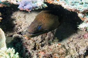 Giant Moray