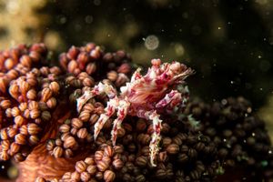 Soft Coral Crab