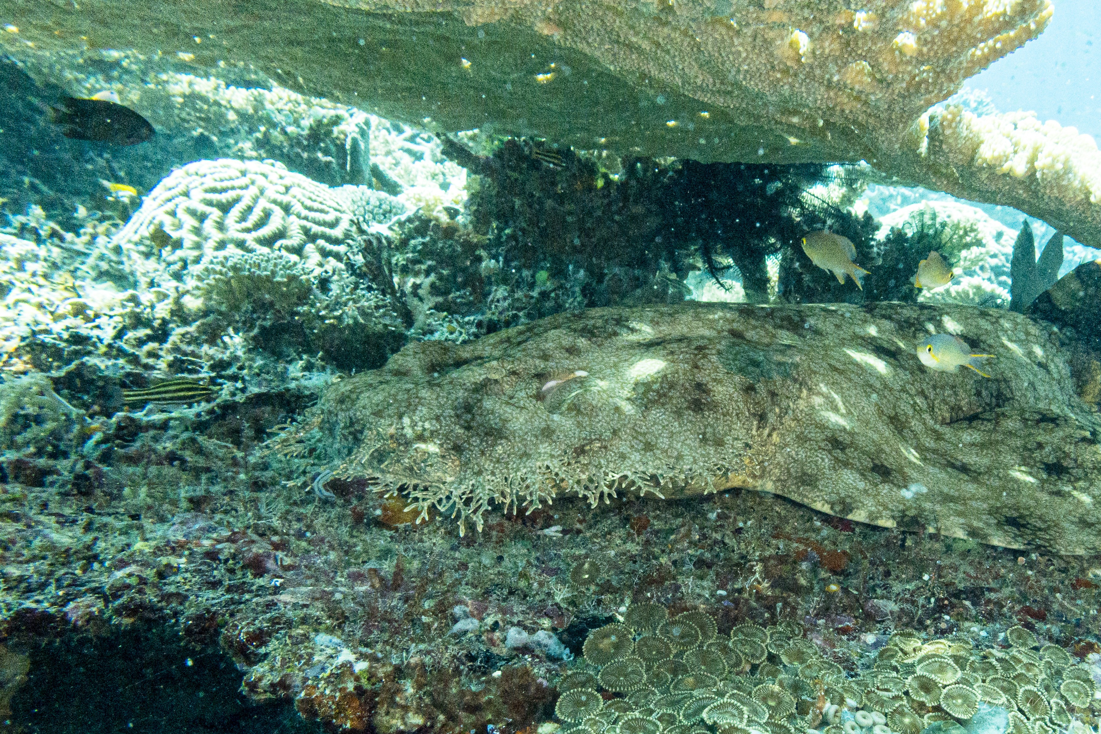 Tasselled Wobbegong