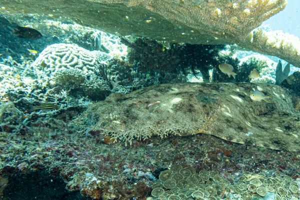 Tasselled Wobbegong - Raja Ampat - 27 September 2026 - Dive 2 - Sawandarek Jetty