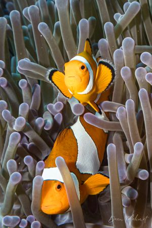Western Clown Anemonefish
