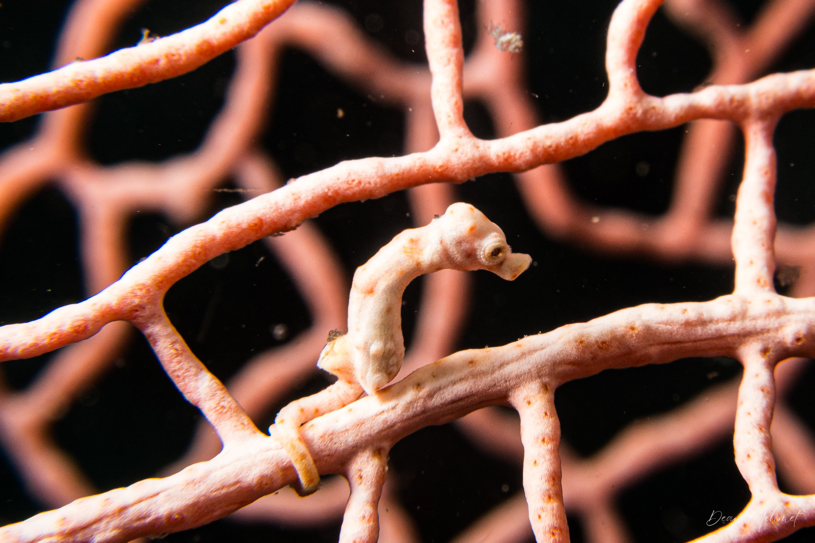 Denise's Pygmy Seahorse