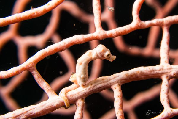 Denise's Pygmy Seahorse
