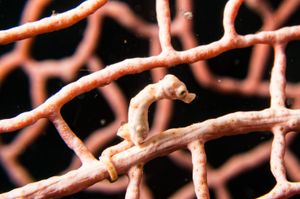 Denise's Pygmy Seahorse