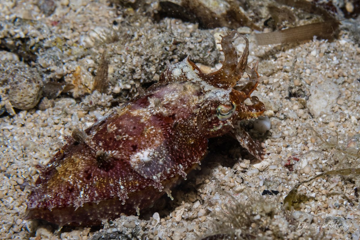Papuan Cuttlefish