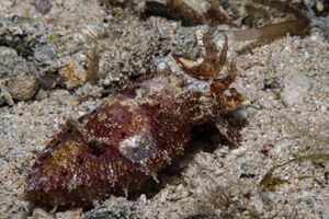 Papuan Cuttlefish