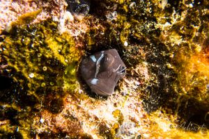 Bicolor Combtooth Blenny