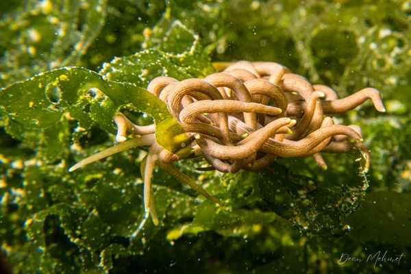 Yellow-tipped Phyllodesmium