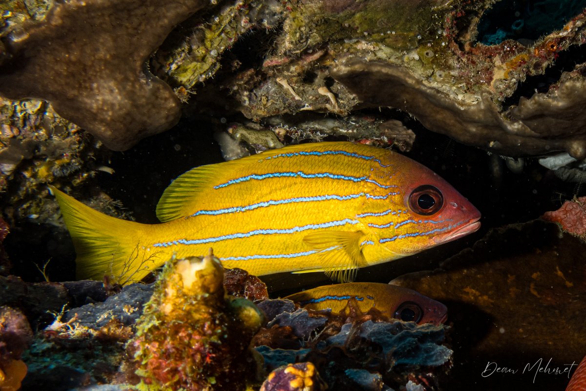 Fiveline Snapper